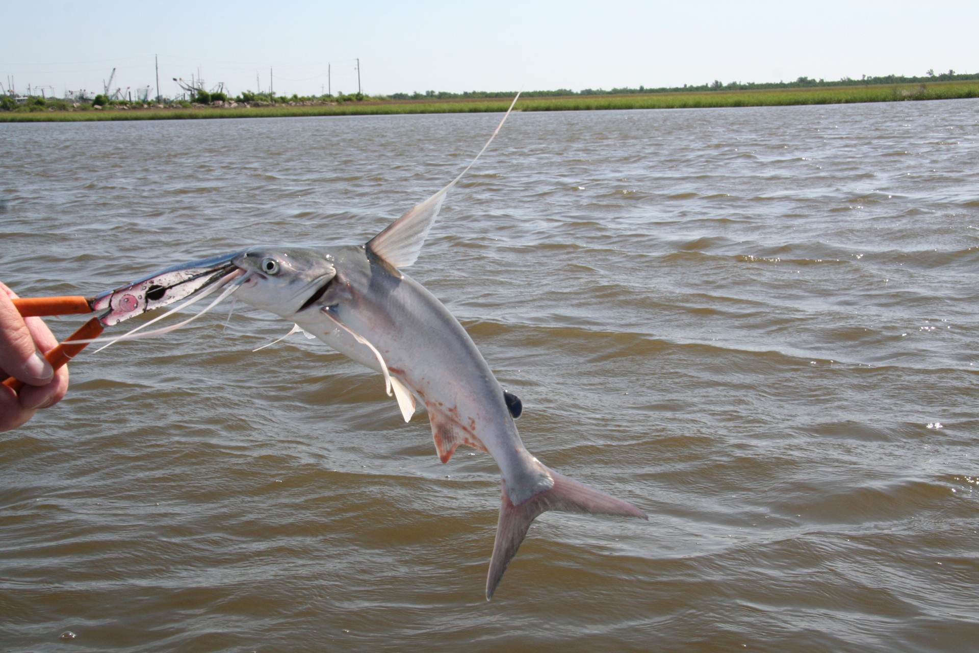 Gaffel-Kreuzwels/Gafftopsail Catfish